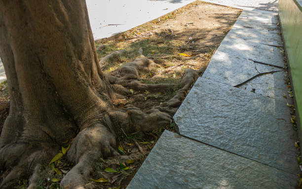 Roots of a tree overgrowing stones of a sidewalk. Seen in Hong Kong.