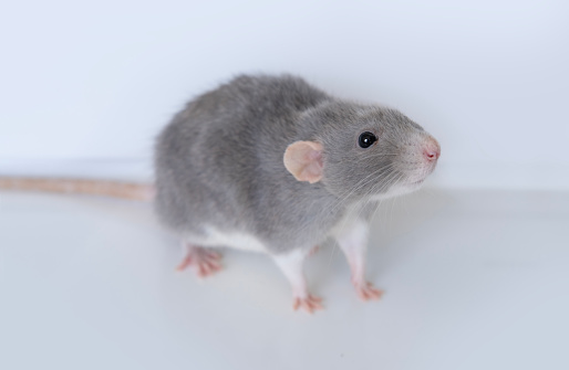 close up portrait of beautiful gray decorative domestic Fancy rat, Rattus norvegicus domestica on Windowsill, concept care and maintenance, optimal conditions for keeping pets