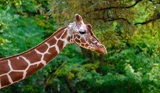 close-up of giraffe animal with long neck, Giraffa camelopardalis, brown spots on shiny skin, artiodactyl mammal from giraffidae family, beautiful natural green background of African savanna trees
