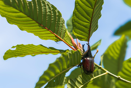 Beetles cling to kratom leaves, which is a Thai herbal plant.
