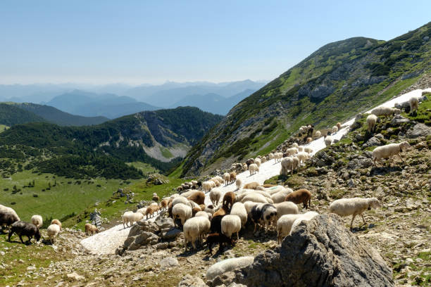Mountain sheep in the high mountains stock photo