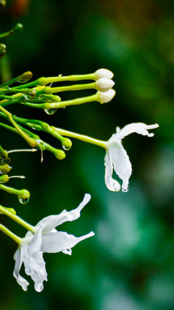 istock White flowers on a rainy day 1735182756