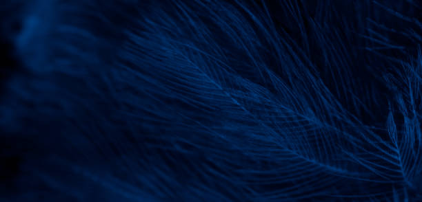 istock feather pigeon macro photo. texture or background 1735188497