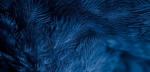 istock feather pigeon macro photo. texture or background 1735189041