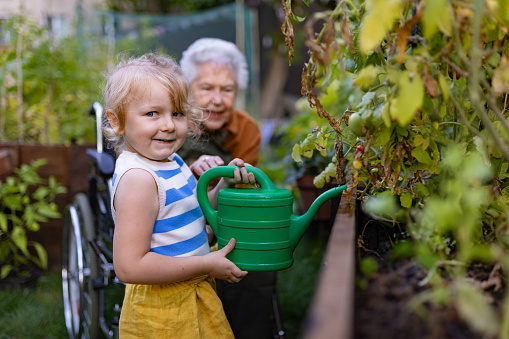 Portrait of a little adorable girl helping her grandmother in the garden. A young girl watering plants, takes care of vegetables growing in raised beds.