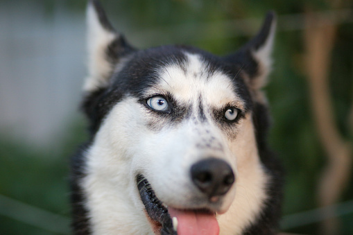 Close-up husky portrait.