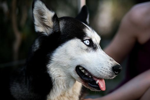 Close-up husky portrait.