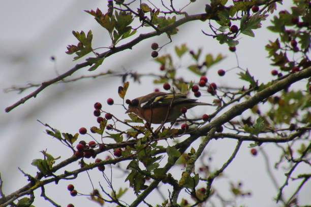 istock Chaffinch among the berries 1735212087