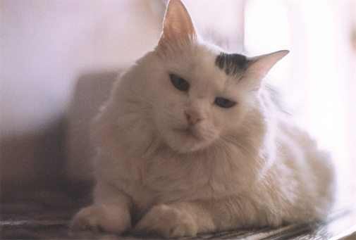 Pedigree Selkirk Rex cat, a curly coated cat breed.
