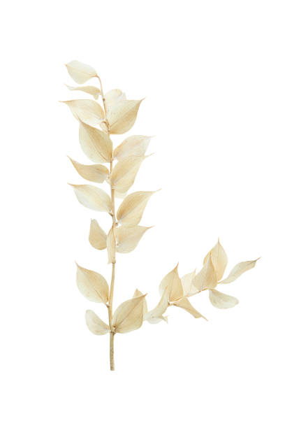 istock dry branch with small yellow leaves isolated 1735220672