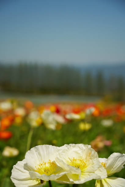 poppy flower