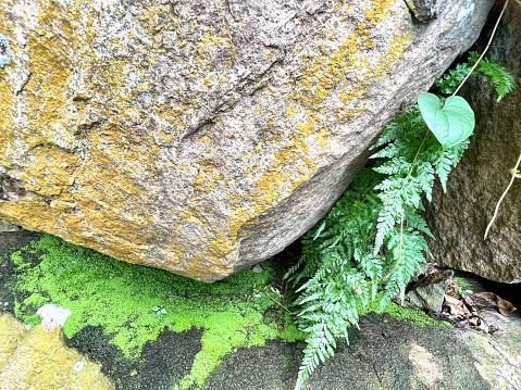 Because there is a high humidity, moss plants can occur anywhere, on rocks, aisles, nooks and crannies, bright green contrasting with black or brown.