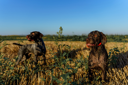 Two shorthaired pointer dogs cheerfully standing in a wheat field on a sunny morning.
