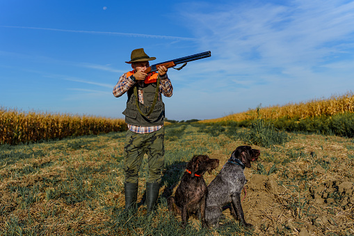 English pointer with rooster pheasant flushing out of a grass field.