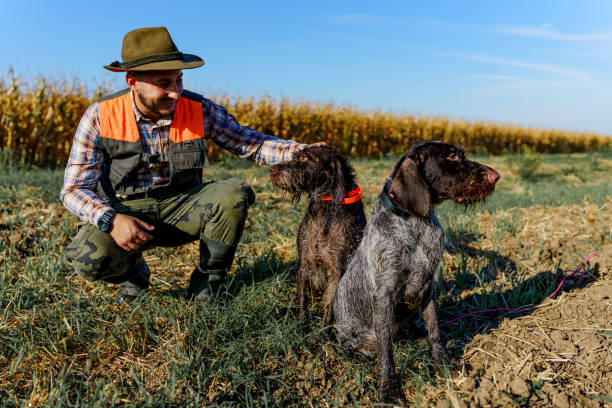 Young male hunter crouching next to his two trusty hunting dogs and petting them stock photo