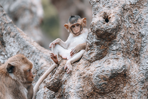 Macaque monkeys and baby monkey in Phetchaburi Thailand Asia . High quality photo