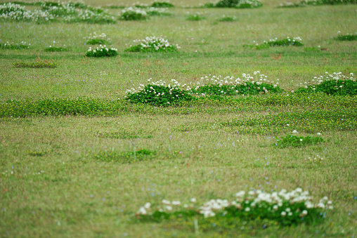 White clover blooming in the grassland