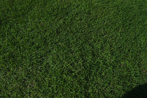 Grass with bright sunlight and shadows in the lower corner.