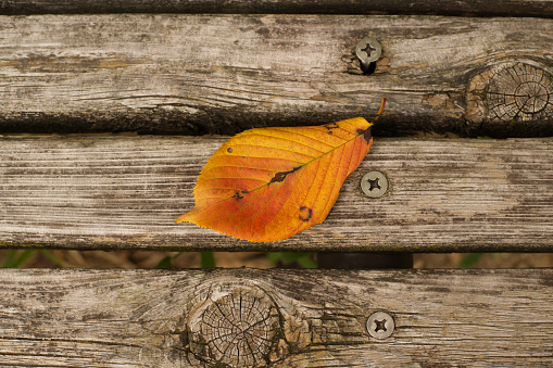 Wet fall leaves on a wooden background rainy day background textured copy space image.