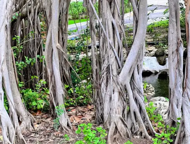 Photo of the tree is a popular tourist destination.