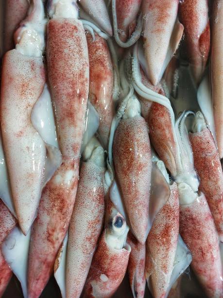 istock squid at the market 1735272331