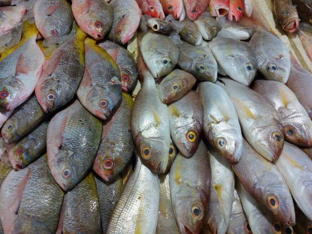 various kinds of fresh fish in the market