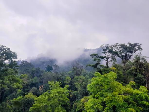 istock the rainforests are shrouded in mist and mist. 1735277253