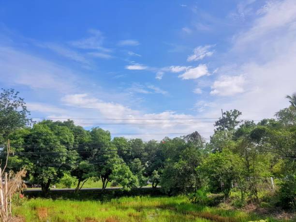 istock a view of the forest. 1735280485