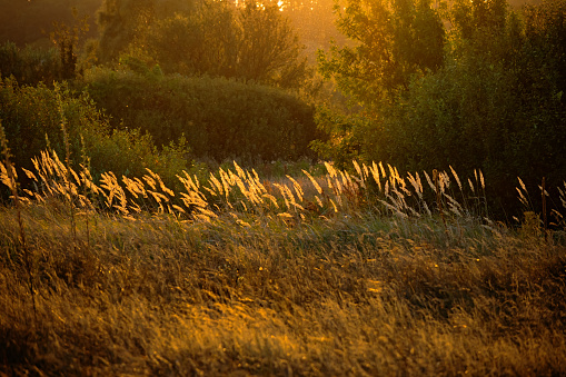 Meadow grasses, bushes and trees in the rays of the setting Sun during golden time