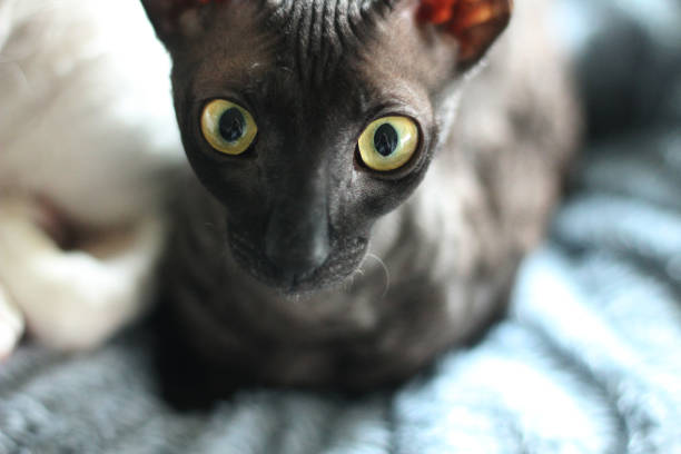 istock Close up on a dark skinned Cornish Rex kitten with yellow eyes 1735288469