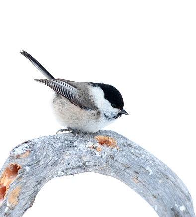 Adult Willow Tit (Poecile montanus borealis) in taiga forest near Kuusamo, northern Finland. Sitting on a frost covered twig with cocked tail.