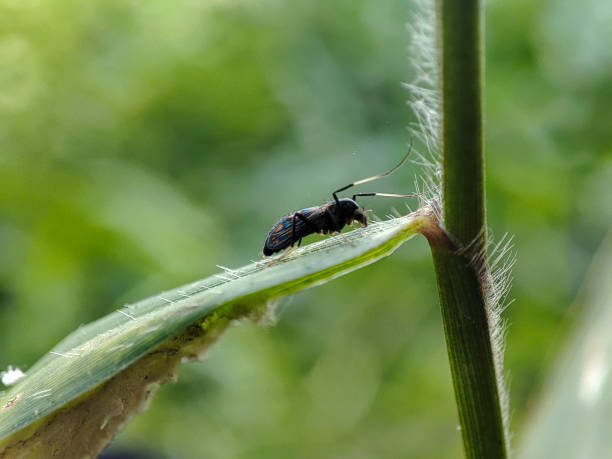 istock mosquitoes sitting on the grass 1735311689