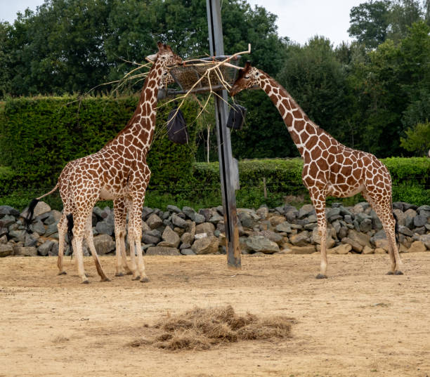 istock A pair of captive giraffes in an enclosure 1735316089