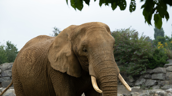 Close up of a captive African elephant(Loxodonta) in Colchester zoo