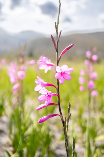 Cape bugle lily (Watsonia borbonica) flowering in the wild in South Africa stock photo