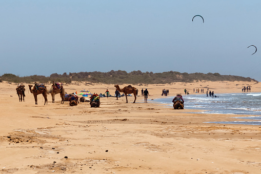 Essaouira, Morocco - June 10, 2017: Group of camels with guides are resting on the beach on the Atlantic ocean coast while waiting for tourists.