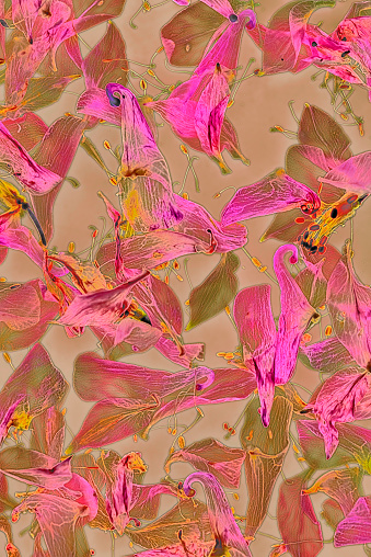 Columbine flowers decorative background from sweden nature