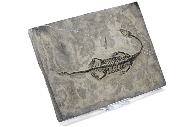 fósil original de keichousaurus hui de guizhou xingyi, china - tethys fotografías e imágenes de stock