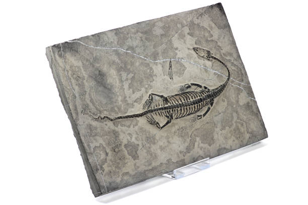istock original Keichousaurus hui fossil from Guizhou Xingyi ,China 1735345449