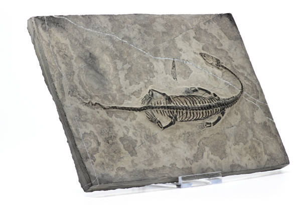 istock original Keichousaurus hui fossil from Guizhou Xingyi ,China 1735346066