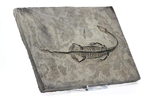 original Keichousaurus hui fossil from Guizhou Xingyi ,China isolated on white background