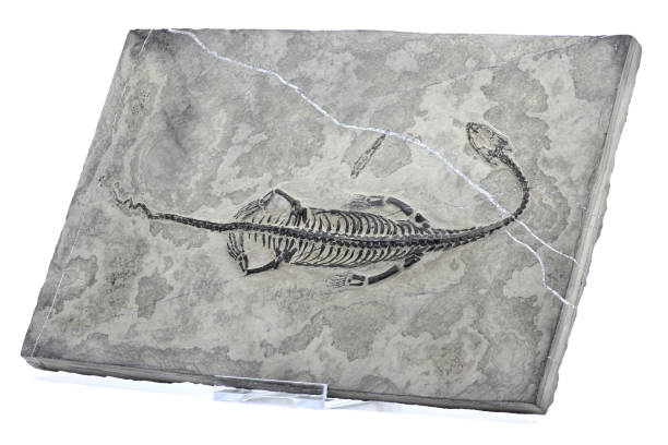 istock original Keichousaurus hui fossil from Guizhou Xingyi ,China 1735347731