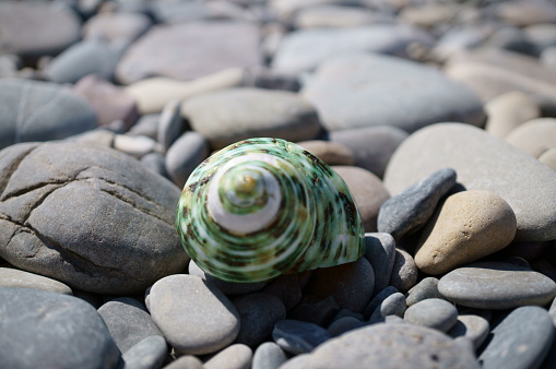 Beautiful green seashell on the seashore. Recreation and travel.