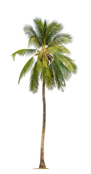 白い背景に熱帯のココヤシの木と切り取りパス。 - palm tree tree isolated landscaped ストックフォトと画像