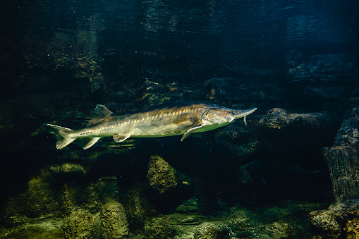 Kaluga sturgeon, huso dauricus. Sturgeon swims in a large aquarium in the oceanarium.