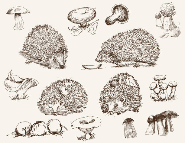 stockillustraties, clipart, cartoons en iconen met hedgehog - amanita parcivolvata