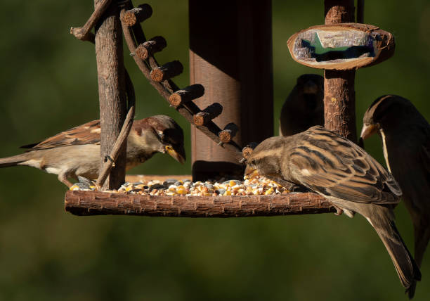 istock Little Sparrows on a wooden bird feeder 1735381845