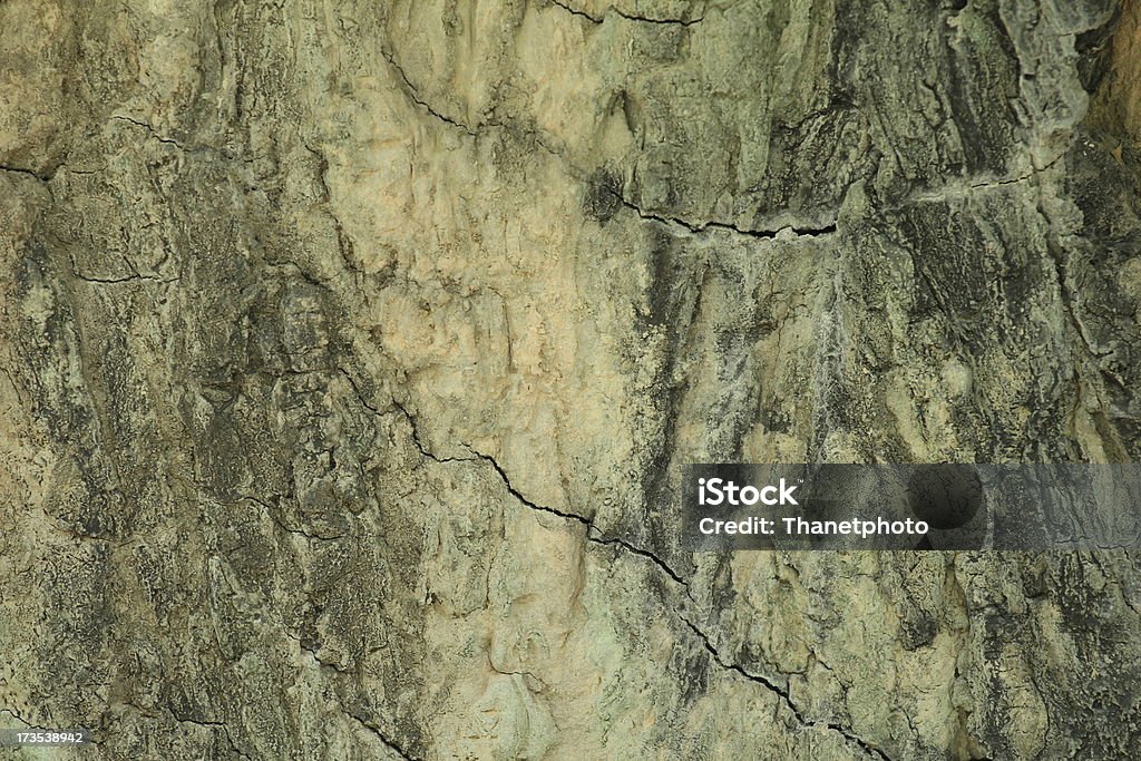 Brun écorce d'arbre - Photo de Arbre libre de droits