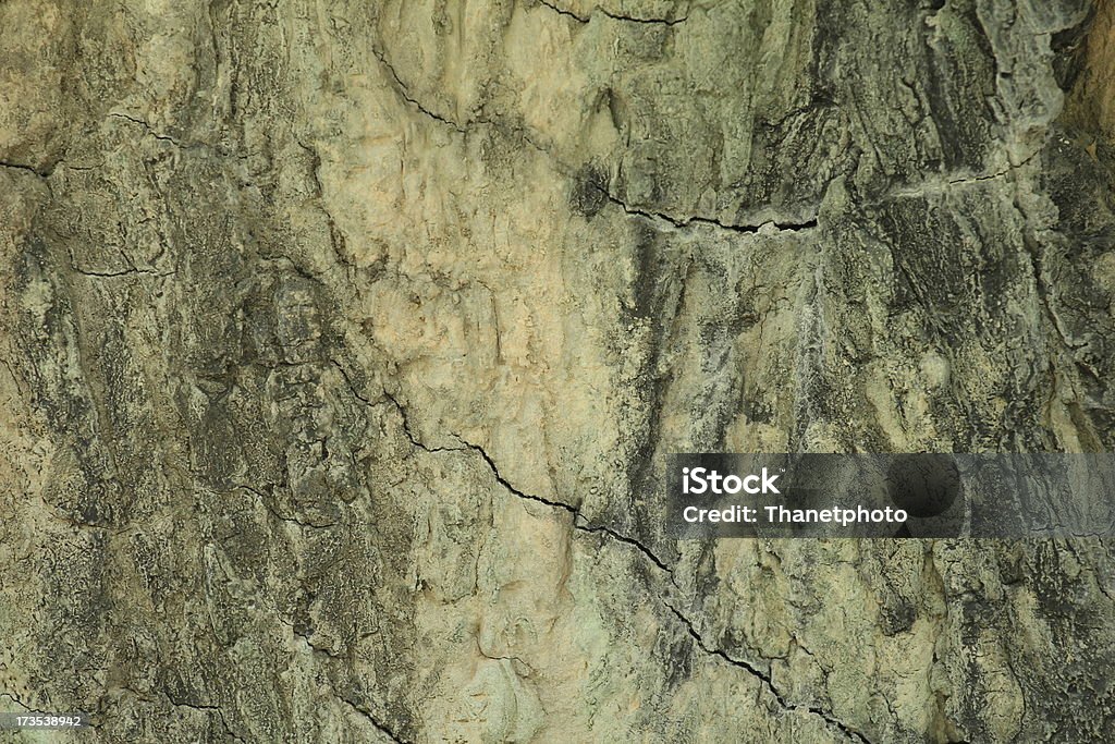 Коричневый из Tree Bark - Стоковые фото Без людей роялти-фри