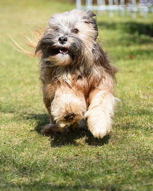 istock Running Tibetan Terrier Dog 173538994